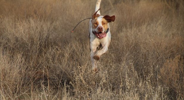 Your dog works hard during a hunting day, there is no doubt. But feeding him a meal during the hunt will not enhance performance, and could be harmful.