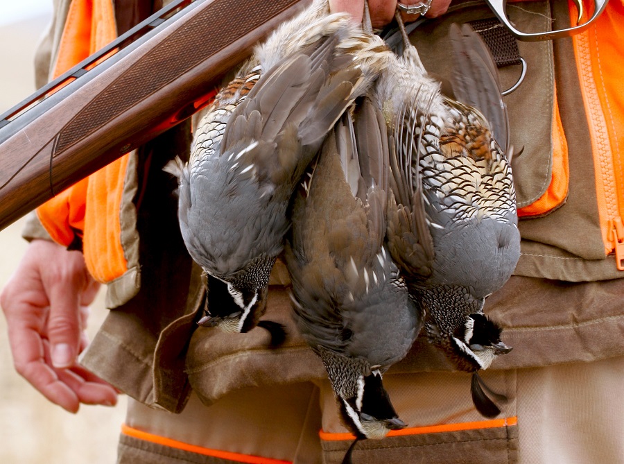 Idaho valley quail hunting