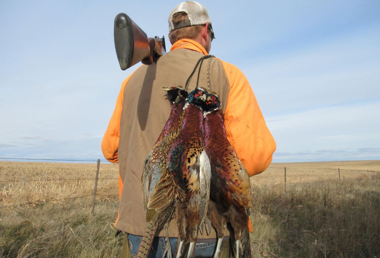 A limit of South Dakota roosters makes its way out of the field.