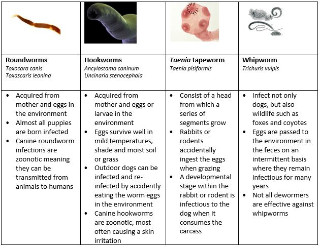 dog hookworm in stool