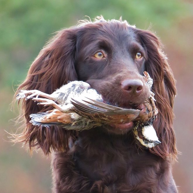 Boykin spaniel quail hot sale hunting