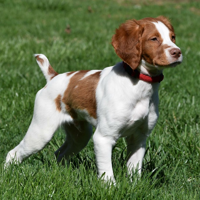Brittany German Shorthair Mix Goldenacresdogs Com