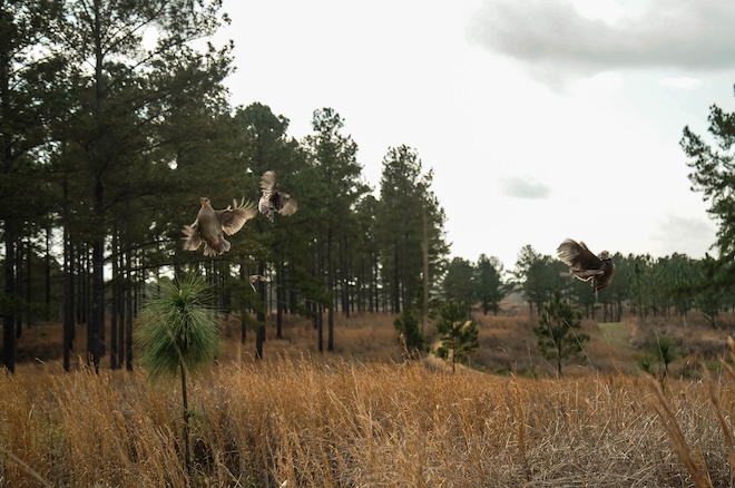 Shell's Covert: The Charismatic Bobwhite – National Bobwhite & Grassland  Initiative