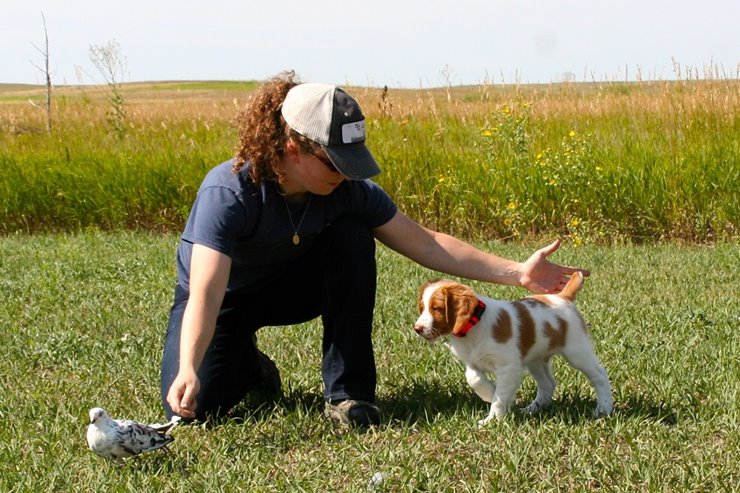 Hunting dog 2025 training near me