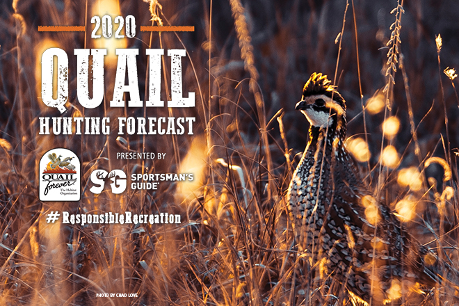 Virginia Quail Hunting Forecast 2020