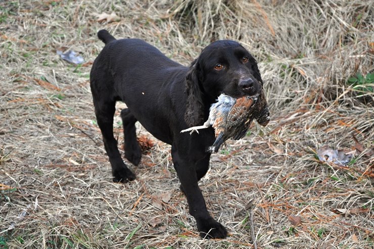 Quail hunting sales with pointers