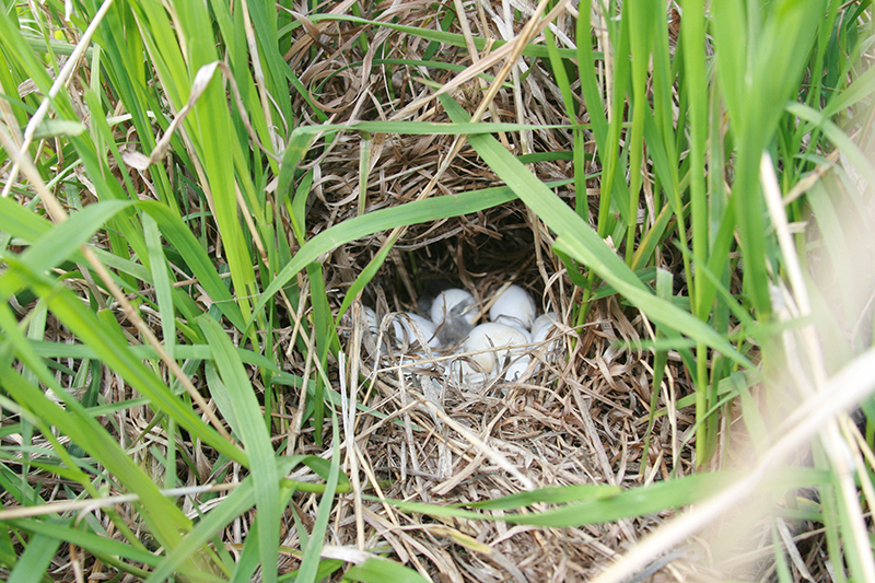 Quail-Nest-Berthelsenresize.jpg