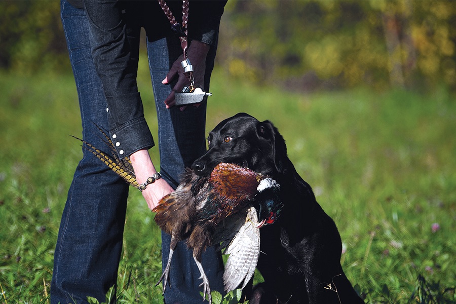 what does bird dog it mean