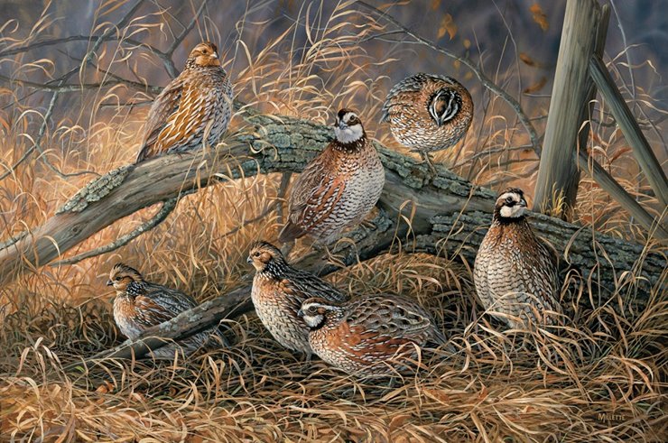 QF 2015 Print of the Year: “Fenceline Quail” by Rosemary Millette