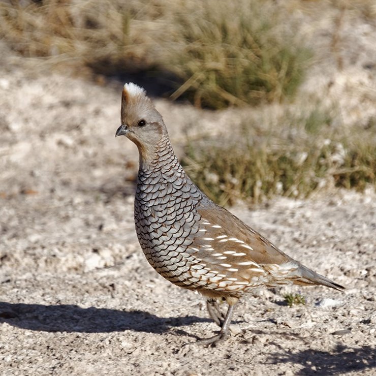 Quail