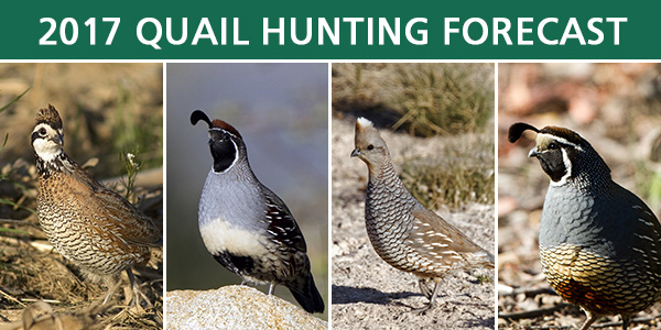 Colorado Quail Hunting Forecast 2017