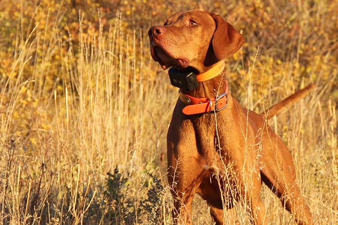 Vizsla store gun dog