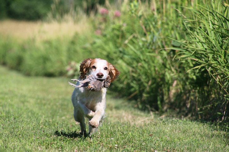 springer spaniel pheasant hunting