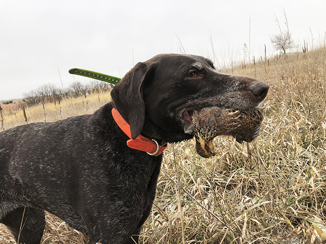 Crest Dog Collar - OL Reign