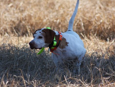 Georgia Quail Invitational Set for Another Record-Breaking Year