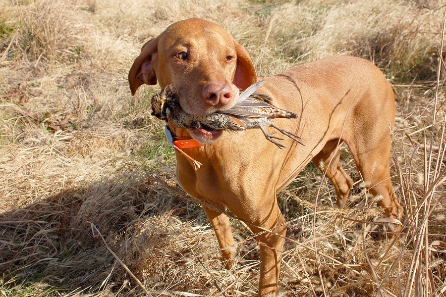 Vizsla hunting bobwhite quail