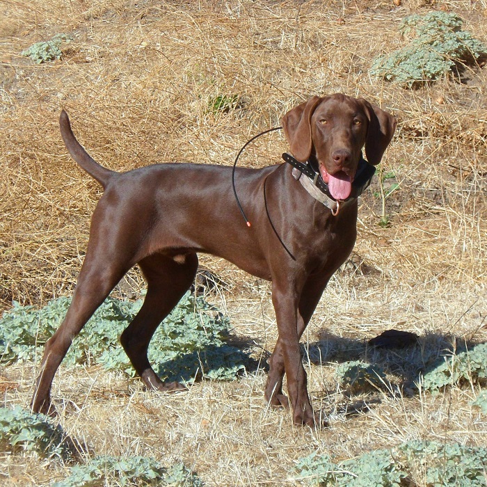 Short best sale haired pudelpointer