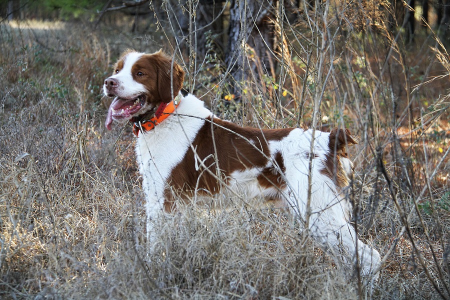 brittany spaniel stuffed animal