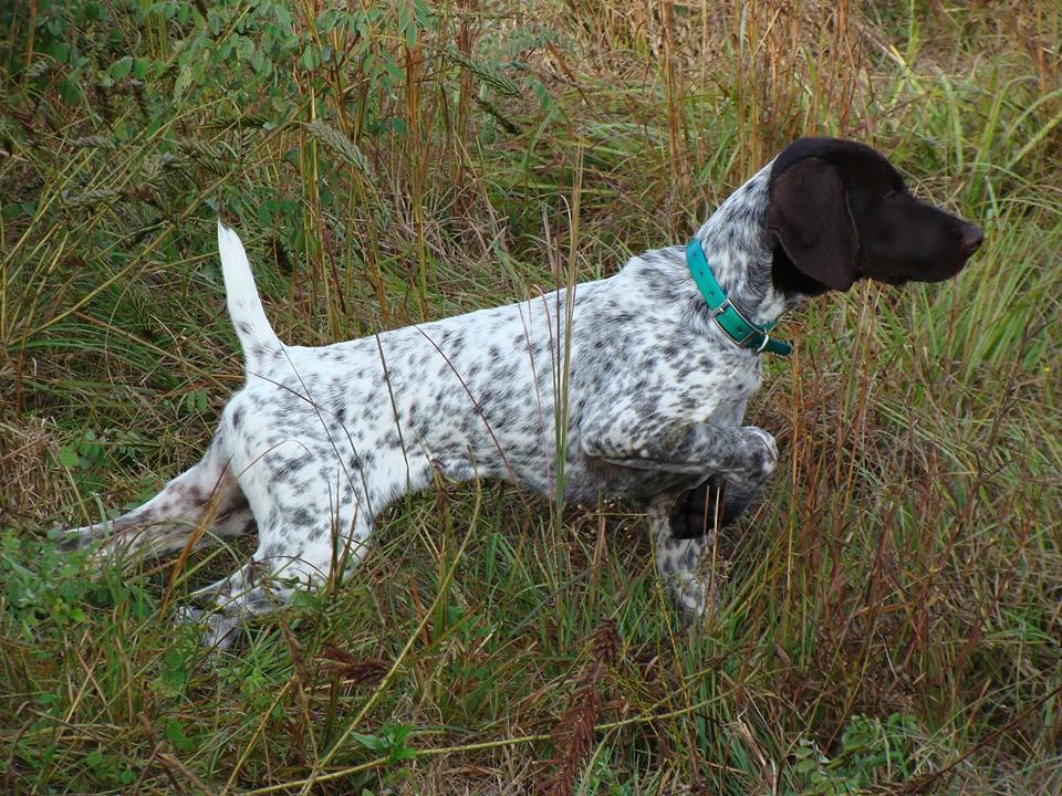 4 month old german shorthaired pointer