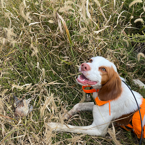  <h2>Southern Indiana</h2>Ryan Lynton of Warrick County, Indiana is excited about his Brittany pup, Creek, and her first wild quail. "I downed the bird and likely wouldn't have found it without her nose."<br />
<br />
Congratulations, Ryan and Creek!