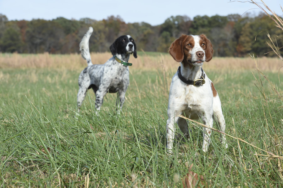 Compatible Bird Dog Breed for Pheasant 