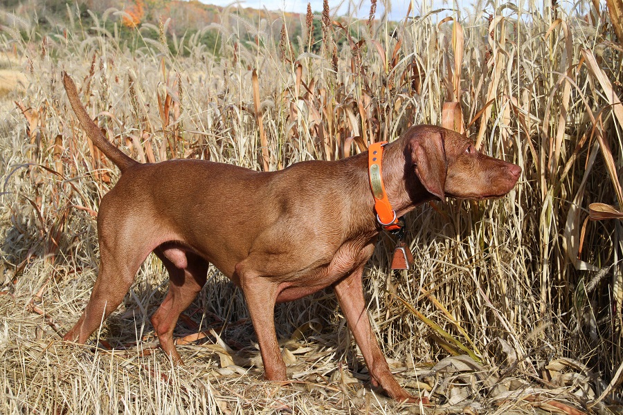 vizsla hunting dog