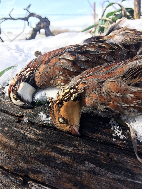 8d06f4c08592484992903e09dd043fdf