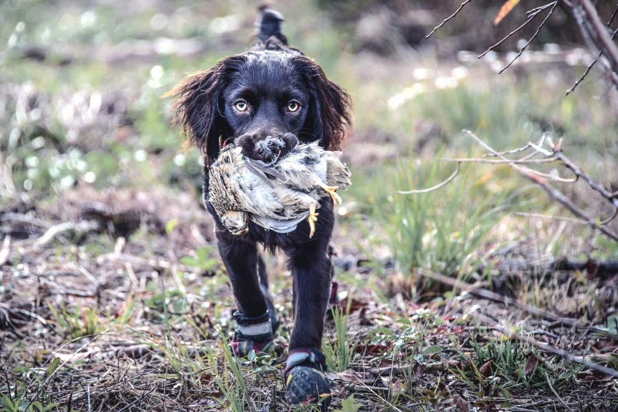 Boykin spaniel quail hot sale hunting