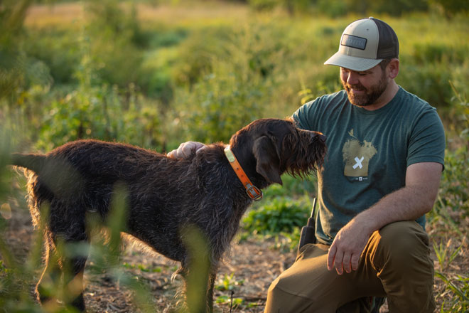 Drahthaar best sale hunting dog