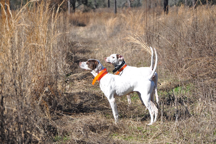 what is a good pheasant hunting dog