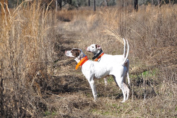 English pointer cheap hunting dog