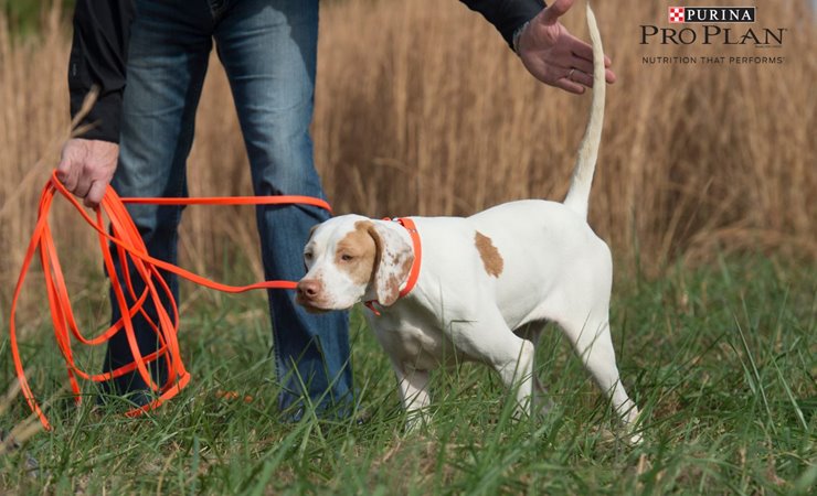 3 Key Early Stages To Training A Bird Dog Puppy
