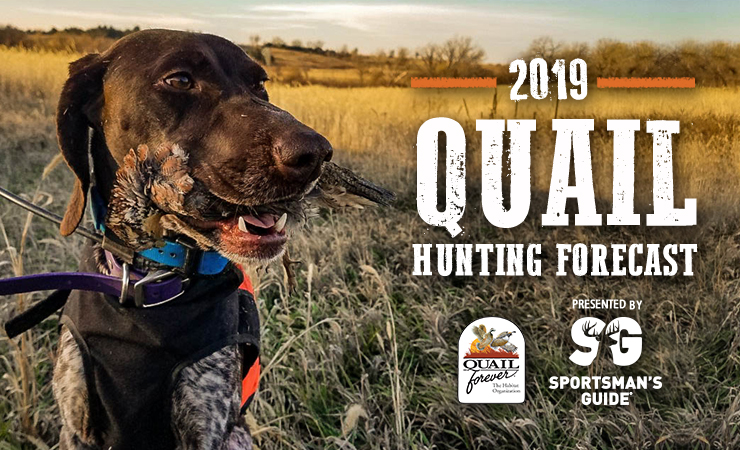 Colorado Quail Hunting Forecast 2019