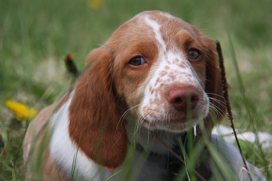 Field training best sale brittany spaniel