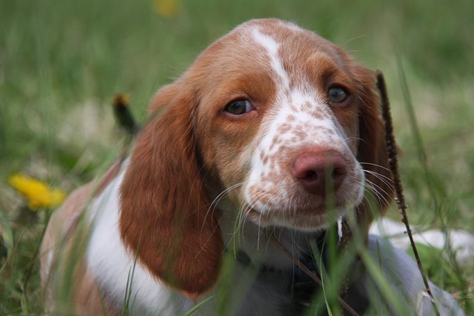 brittany spaniel tricolor puppy