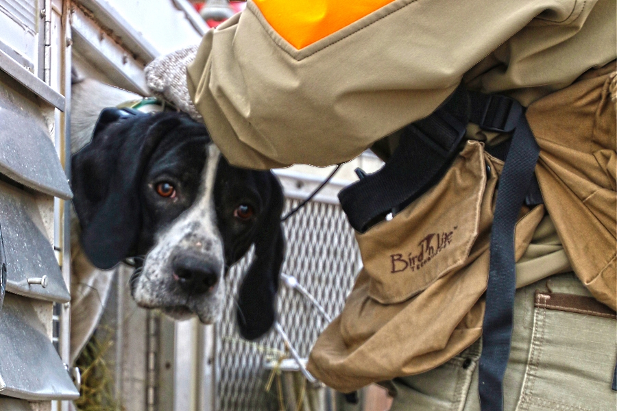 English pointer best sale bird dog