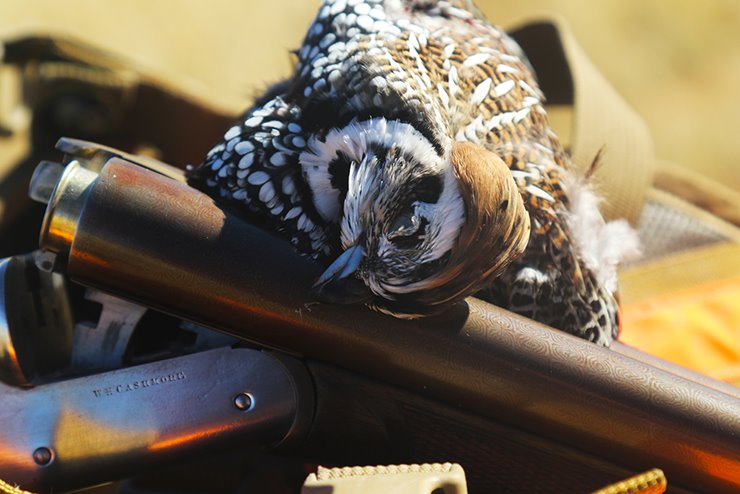 A・B・フロスト、「QUAIL SHOOTING: A DEAD STAND」 Quail Shooting: A Dead Stand Artwork By Arthur B. Frost Oil