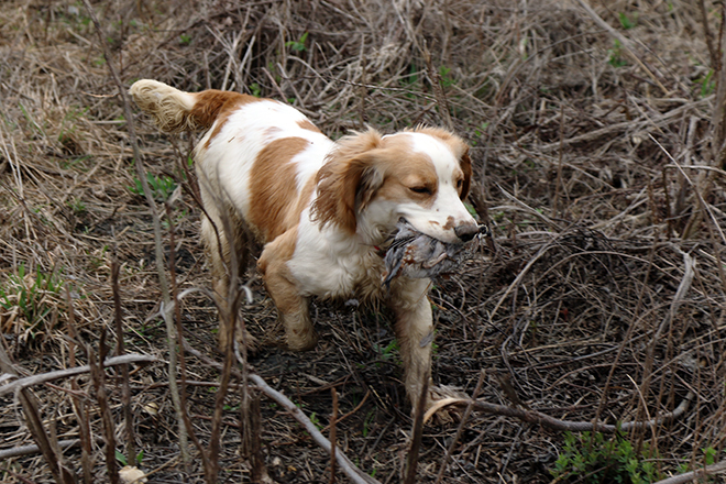 Quail hunting hot sale with pointers