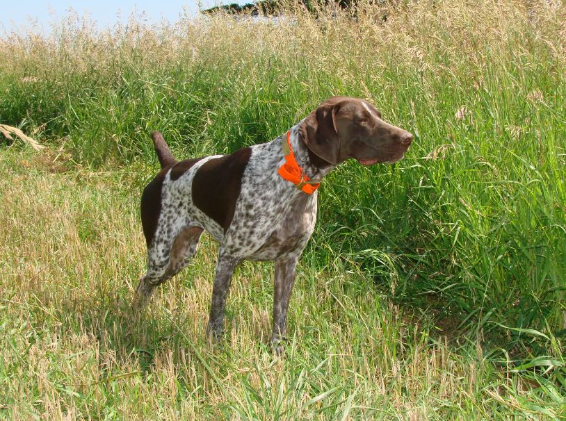 Breed Profile: German Shorthaired Pointer