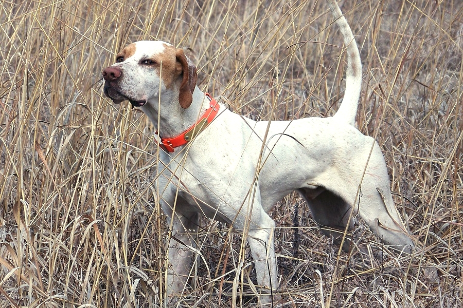 pointers hunting