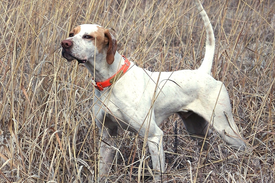 Pointer bird sale dog