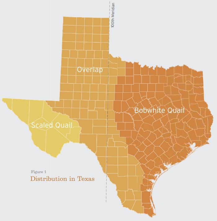 Texas Quail Hunting Forecast