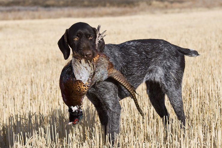 Long haired german wirehaired pointers best sale