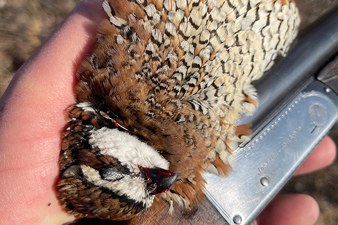 Hope-is-a-Thing-With-Feathers.