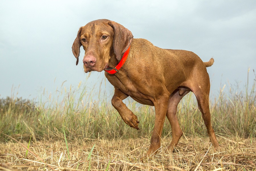 Vizsla store pheasant hunting