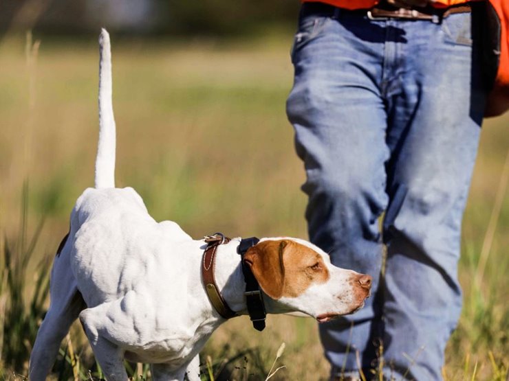 Best bird dog outlet training collar