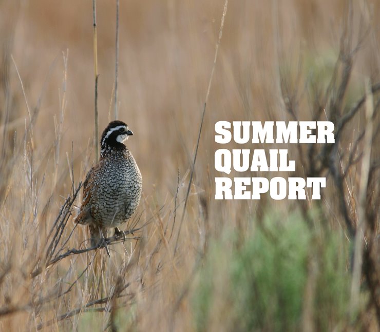 Quail Season 2025 Imogen Pammie