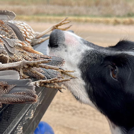  <h2>A Trio of Nebraska Bobs</h2>Leo, an English setter owned by Quail Forever Editor Chad Love, sniffs a trio of public-access Nebraska bobs he helped find on a recent hunt during the state's quail opener.