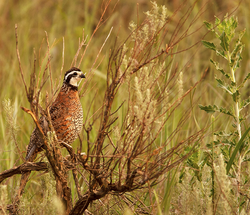 BobwhiteQuail