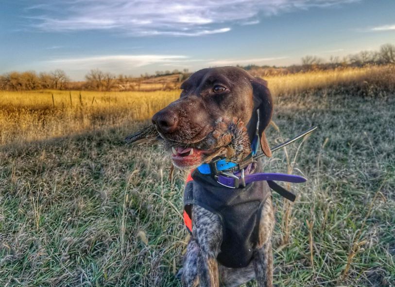 gsp hunting dog